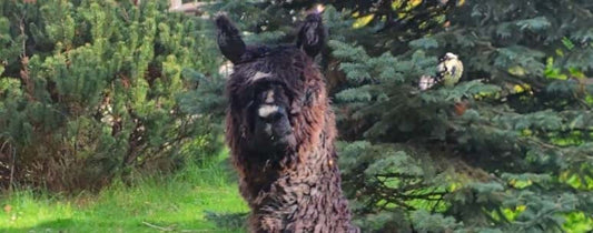 Fundraiser for Alpaca Injured by Dog