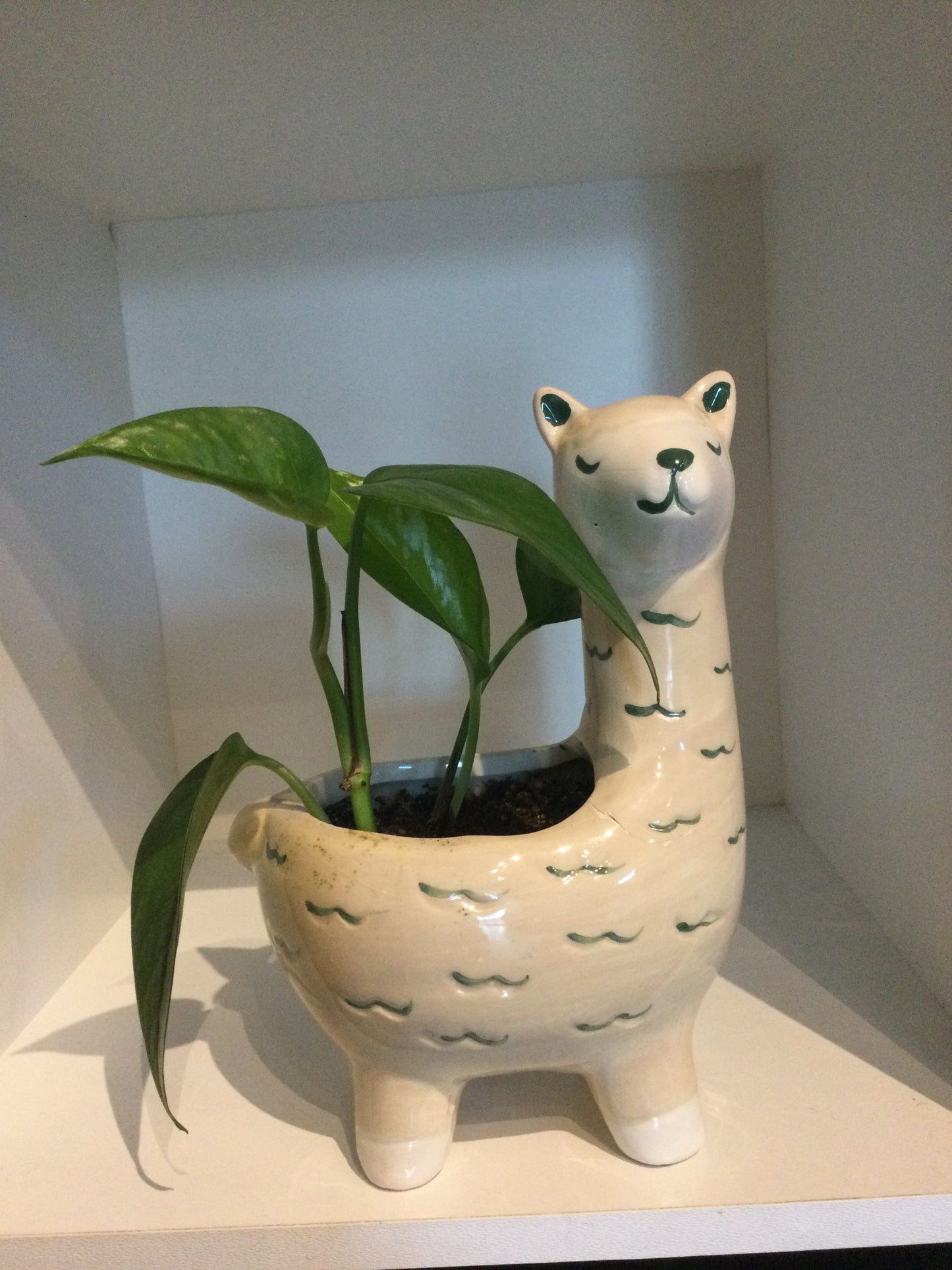 'Paca Planter