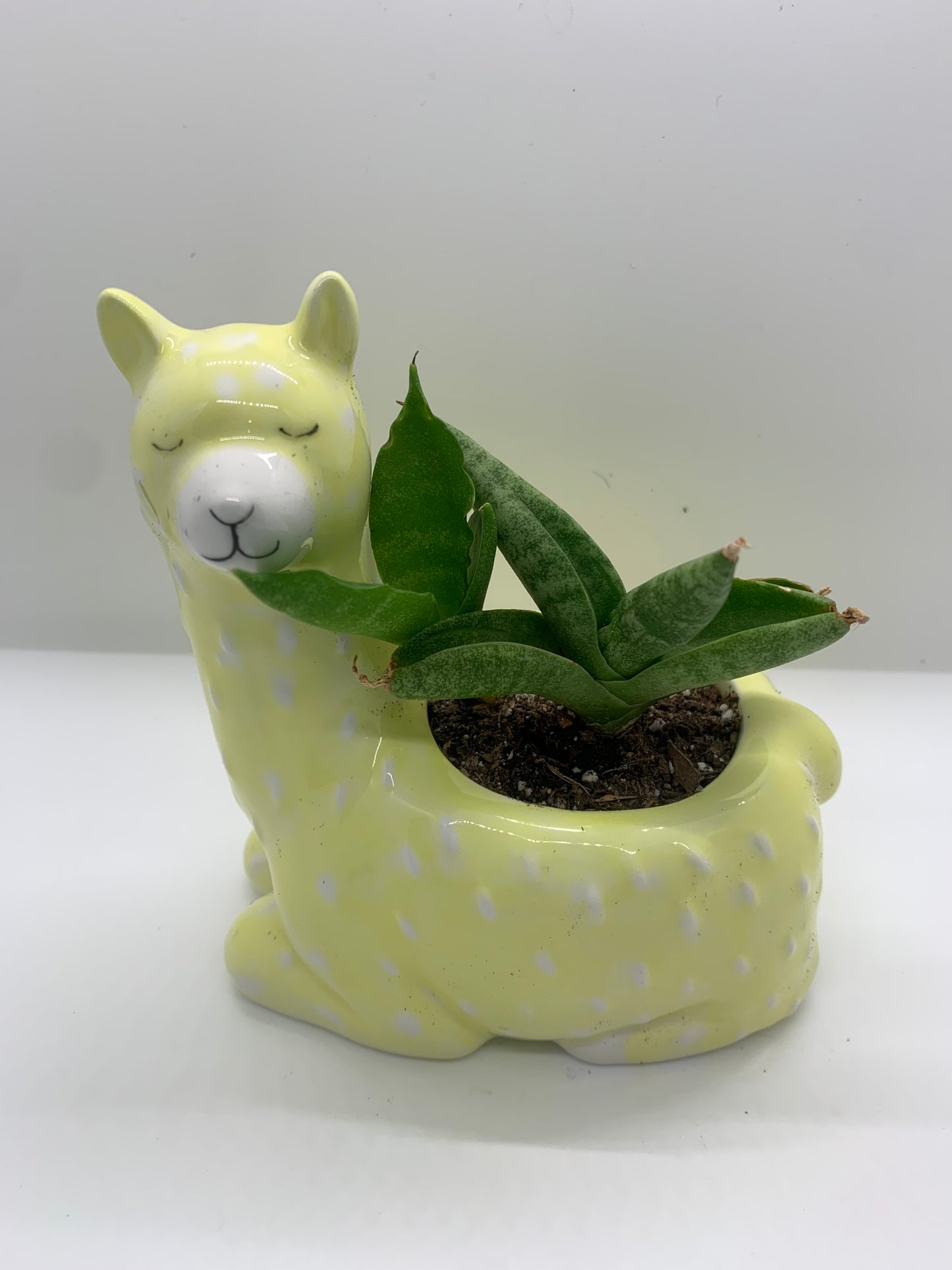 'Paca Planter