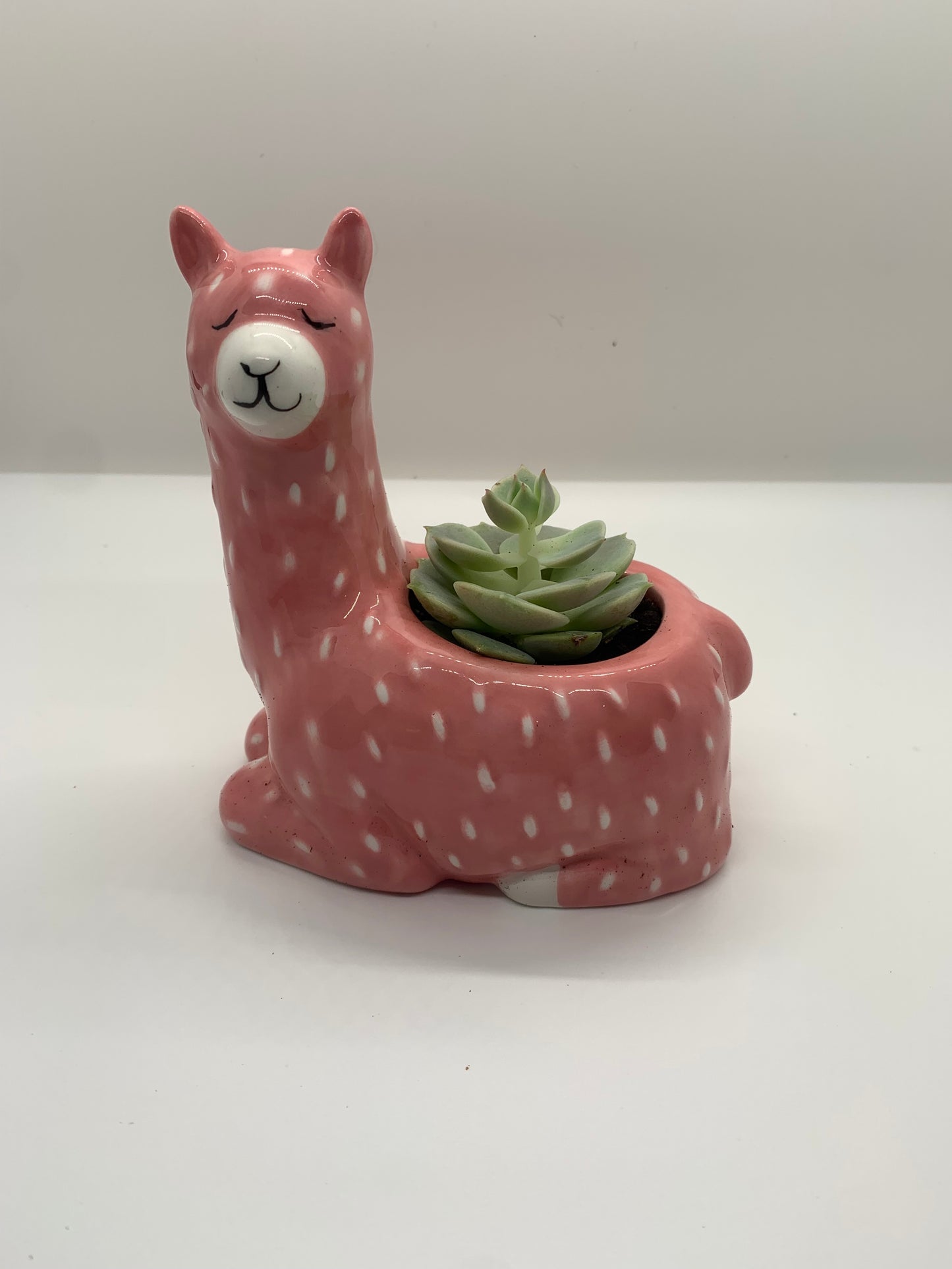 'Paca Planter