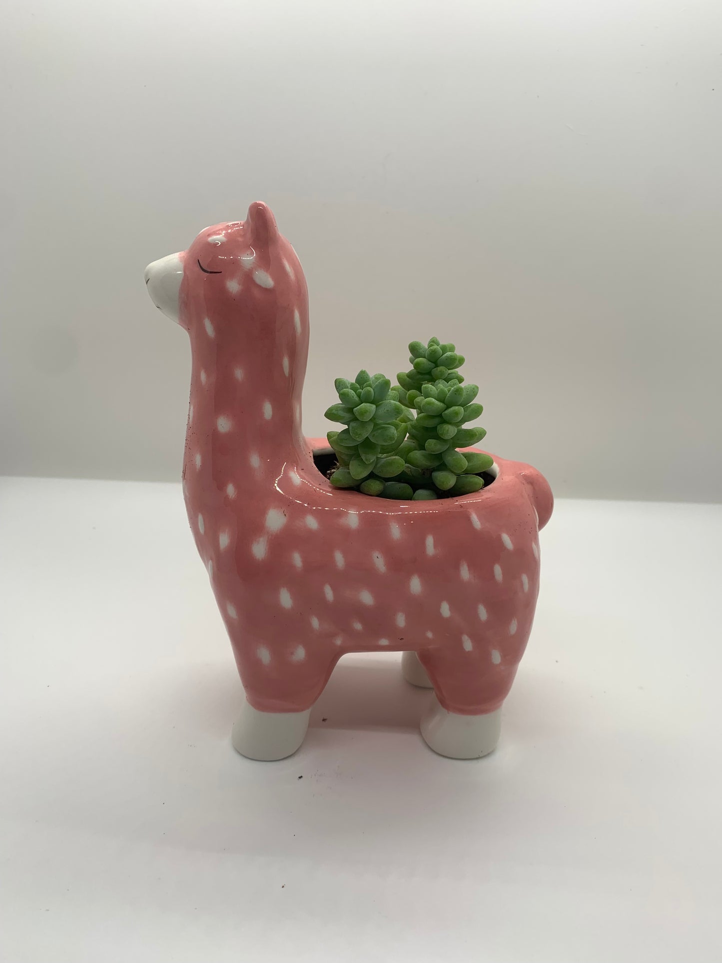 'Paca Planter