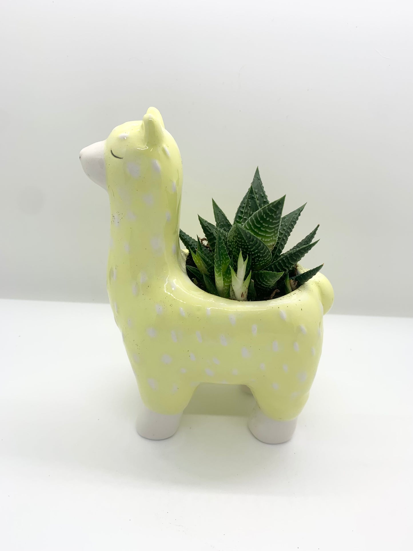 'Paca Planter